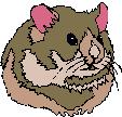 hamster
