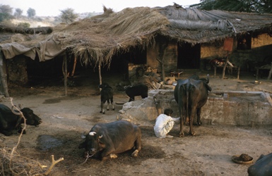 boy looking after cows