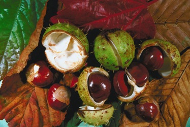 autumn leaves and chestnuts