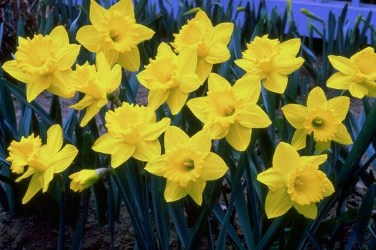 daffodils