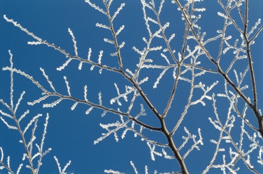 frost on branches