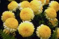 chrysanthemums