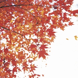 a maple tree in autumn