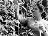 Spaghetti harvest