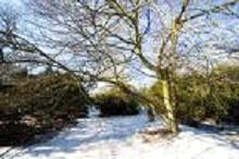 Winter scene in Saltwell Park