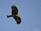 a different sort of kite