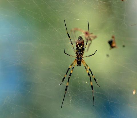 Spider