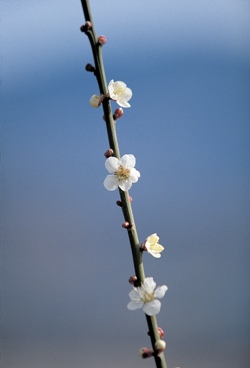 blackthorne blossom