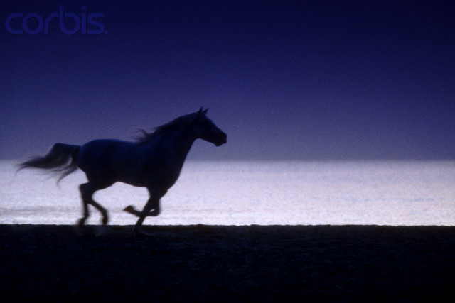 the horse