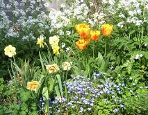 a garden in spring