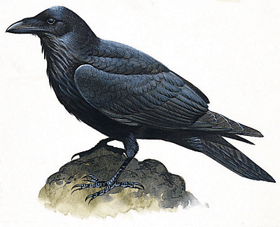 raven