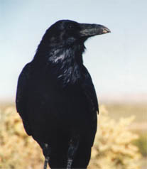 raven