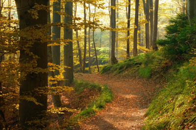 nature idioms